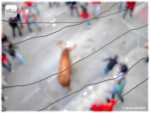 bou en corda ontinyent fotos juan alvarez infofesta (5)