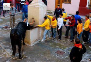 bou en corda ontinyent fotos juan alvarez infofesta (8)